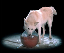Assistant canin- participation  exceptionnelle